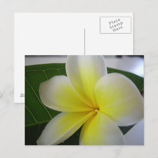 Bloem briefkaart (Voorkant / Achterkant)