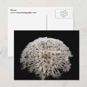 Bloem Briefkaart (Voorkant / Achterkant)