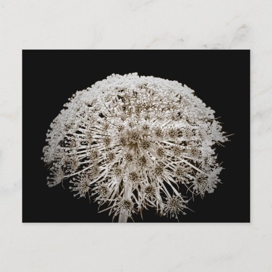Bloem Briefkaart (Voorkant)