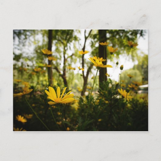 Bloem Briefkaart_01 Briefkaart (Voorkant)