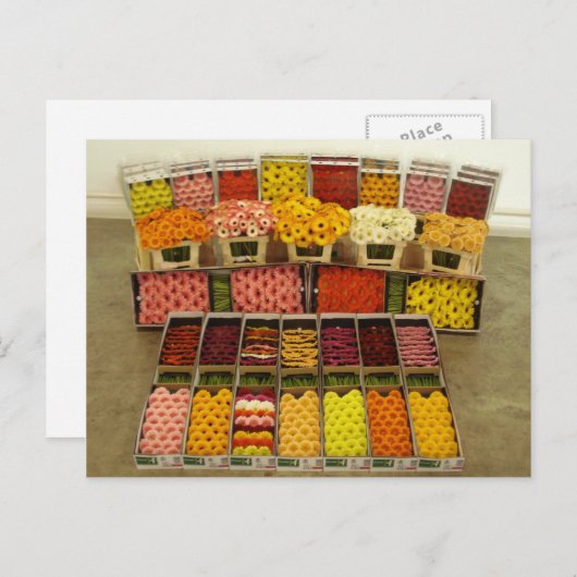 Bloem briefkaart 86 (Voorkant / Achterkant)