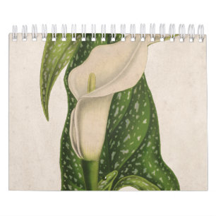 Bloem Calla Lily Green laat kleding hangen Kalender