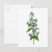 bloem (Campanula sp.) van Redouté Briefkaart (Voorkant / Achterkant)