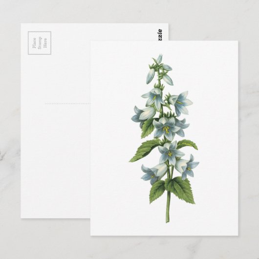bloem (Campanula sp.) van Redouté Briefkaart (Voorkant / Achterkant)