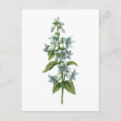 bloem (Campanula sp.) van Redouté Briefkaart (Voorkant)