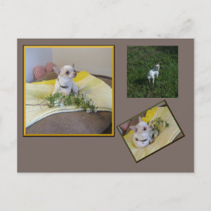 Bloem Chihuahua Ansichtkaart Briefkaart