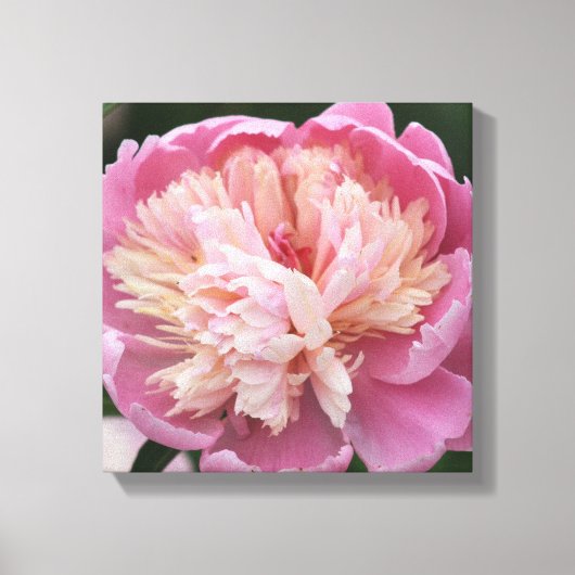 Bloem Close-up - In Bloei - Roze Canvas Afdruk (Voorkant)