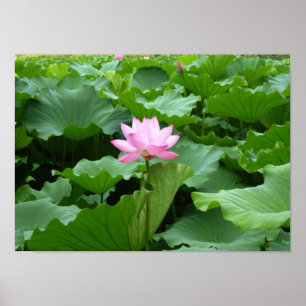 Bloem collectie: Lotus Poster