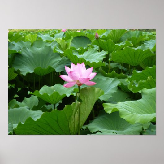 Bloem collectie: Lotus Poster (Voorkant)