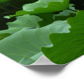 Bloem collectie: Lotus Poster (Hoek)