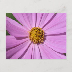 Bloem Collectie nr. 4 Briefkaart