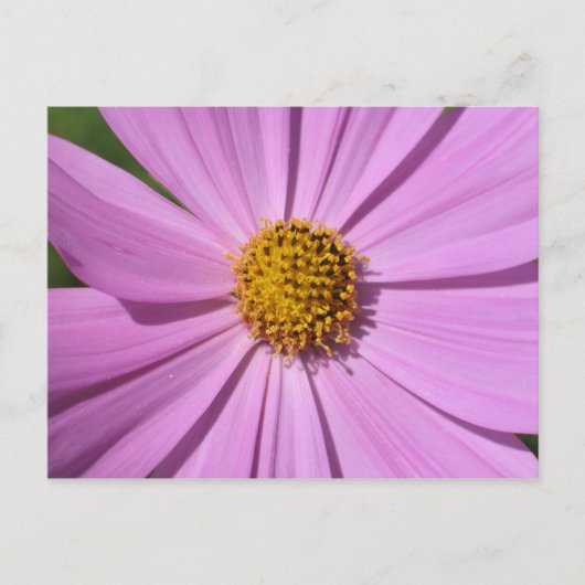 Bloem Collectie nr. 4 Briefkaart (Voorkant)