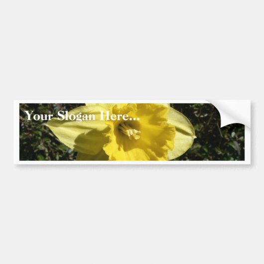 Bloem Daffodil Bumpersticker (Voorkant)