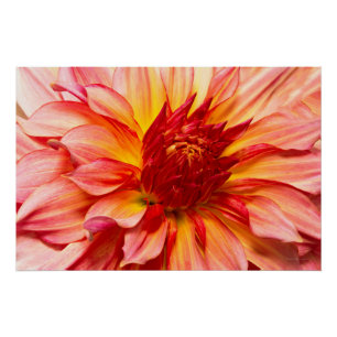 Bloem - Dahlia - Natures ademstok Poster