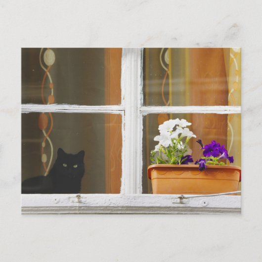 Bloem door het raam, Sighisoara, Roemenië Briefkaart (Voorkant)