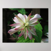 Bloem drie poster (Voorkant)