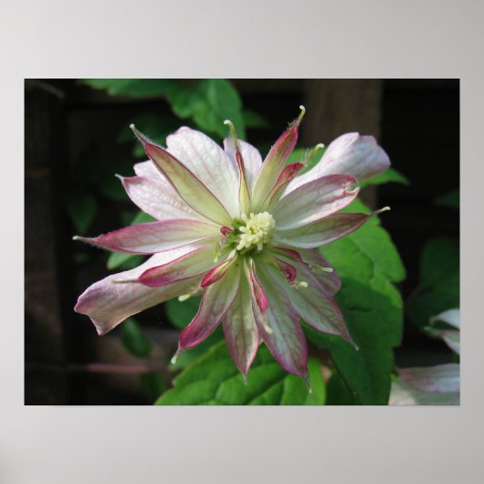 Bloem drie poster (Voorkant)