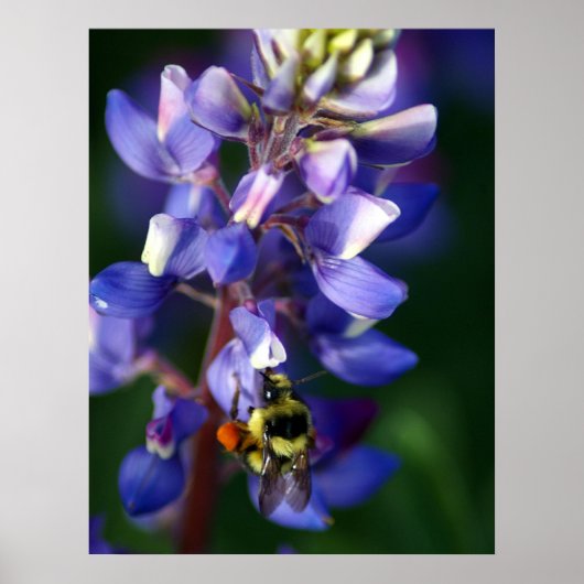 Bloem en bijen poster (Voorkant)