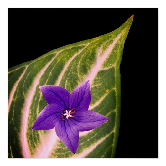 Bloem- en bladdruk, Value Poster Paper (Matte) (Voorkant)