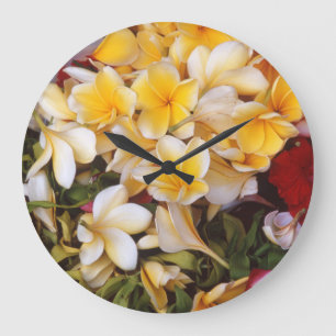 Bloem, flora, Frangipani Grote Klok