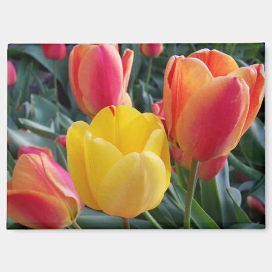 Bloem Foto Magneet (Voorkant)