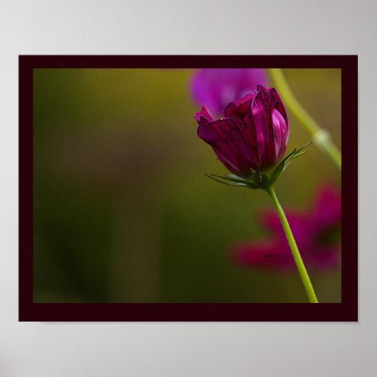 Bloem Foto Poster (Voorkant)