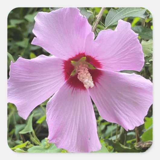 Bloem Foto Vierkante Sticker (Voorkant)