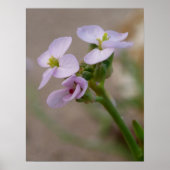 Bloem Fotografische Prints (Voorkant)