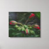 Bloem Geranium knoppen Canvas Afdruk (Voorkant)