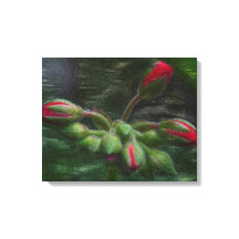 Bloem Geranium knoppen