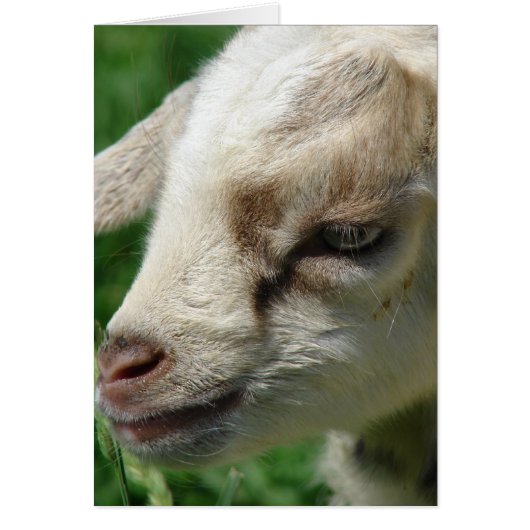 Bloem het Kind van de geiten (Voorkant)