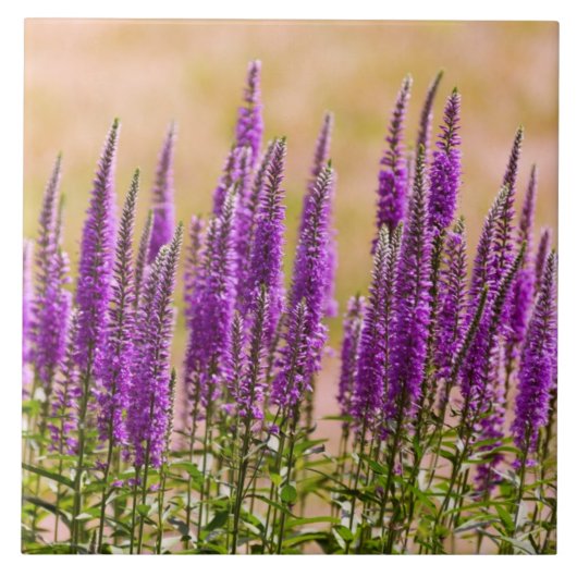 Bloem - Ik droom van lavendel Tegeltje (Voorkant)