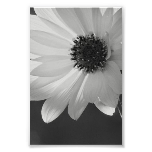 Bloem in B/W Foto Afdruk (Voorkant)