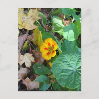 Bloem in Bladeren Briefkaart