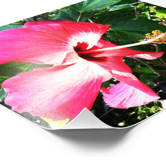 Bloem in Bloom Pink Foto Afdruk (Hoek)