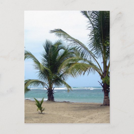 Bloem in de Dominicaanse Republiek Briefkaart (Voorkant)
