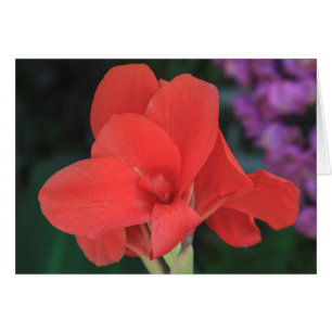 Bloem in de tuinen van de D. Carlos I