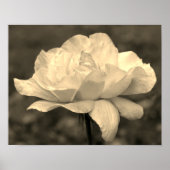 Bloem in het Roos van sepia Tint Poster (Voorkant)