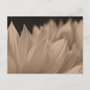 Bloem in sepia briefkaart