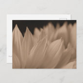 Bloem in sepia briefkaart (Voorkant / Achterkant)