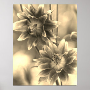 Bloem in sepia-tint poster