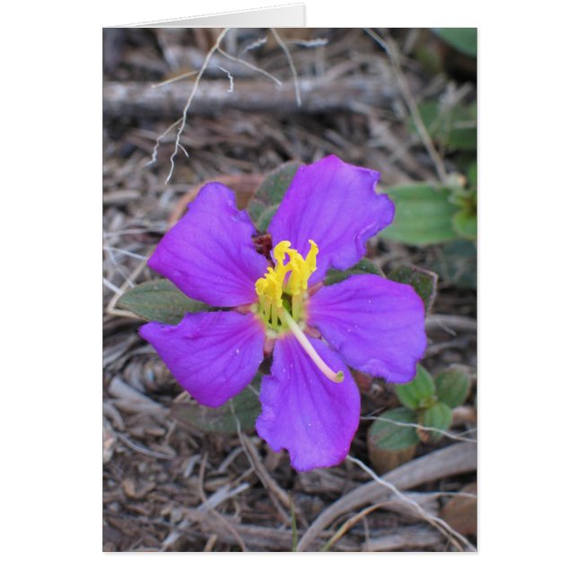 Bloem in Sri Lanka (Voorkant)