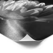 Bloem in zonlicht zwart en wit 8x8 foto afdruk (Hoek)