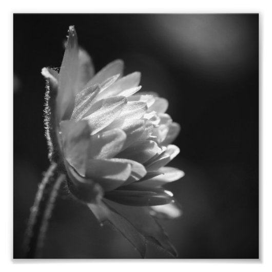 Bloem in zonlicht zwart en wit 8x8 foto afdruk (Voorkant)