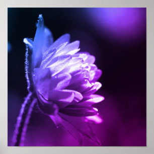 Bloem in zonlicht zwart-wit kleurentint poster