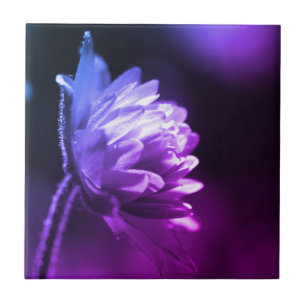 Bloem in zonlicht zwart-wit kleurentint  tegeltje