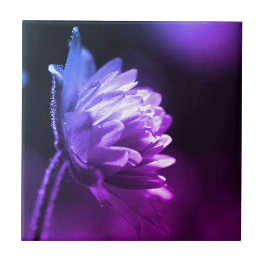 Bloem in zonlicht zwart-wit kleurentint tegeltje (Voorkant)