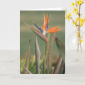 Bloem Kaart (Gele Bloem)