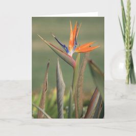 Bloem Kaart