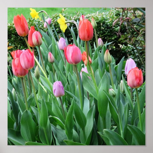 bloem, lente, mooi, achtergrond, tulp, poster (Voorkant)